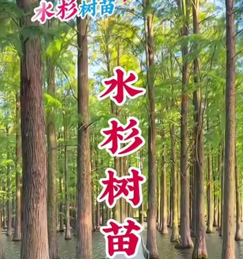 水杉树栽培需要注意什么？栽培技术要点是什么？