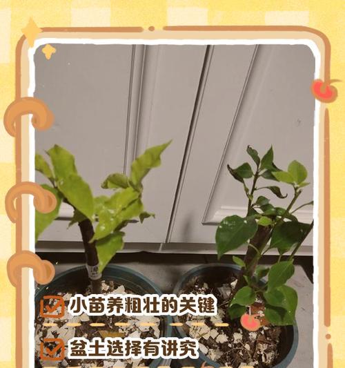 如何快速养好三角梅的根？