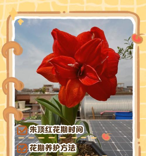 朱顶红曦荷的开花时间是什么时候？