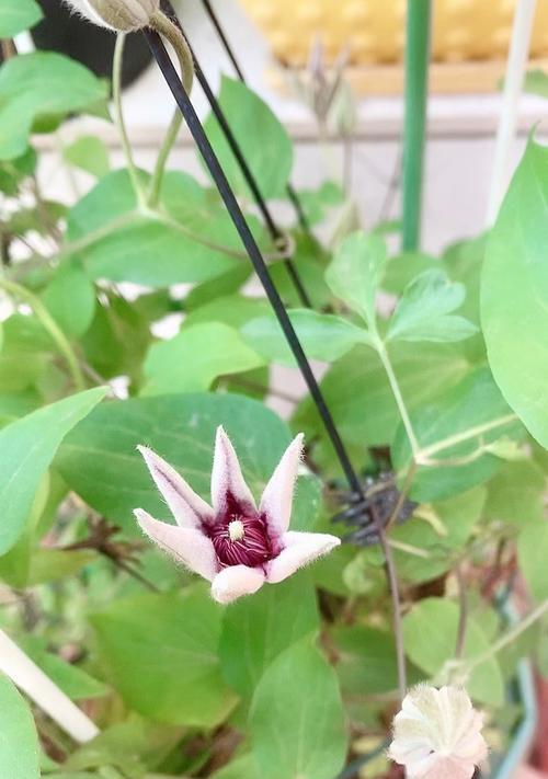 带花苞的铁线莲如何养护？带盆种植的注意事项有哪些？