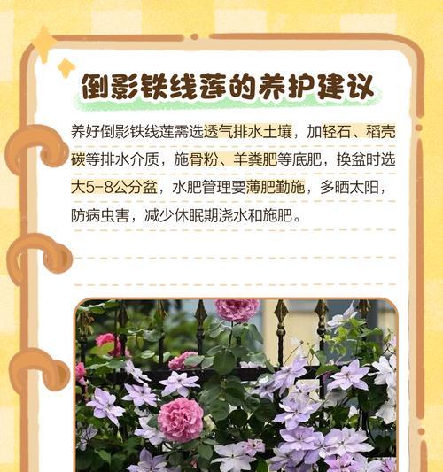 带花苞的铁线莲如何养护？带盆种植的注意事项有哪些？