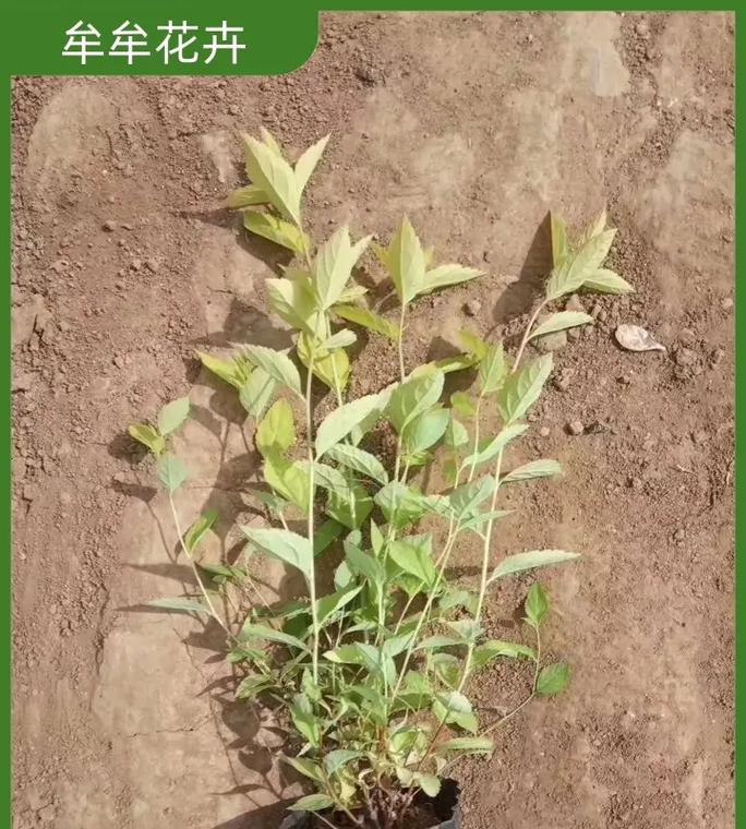 绣线菊的最佳播种时间是什么时候？