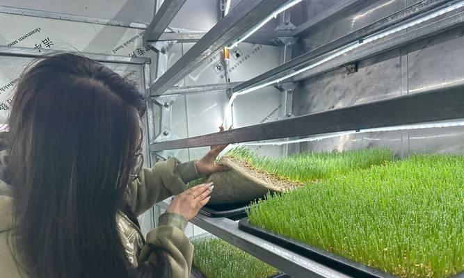 韭菜平畦栽培技术要点是什么？如何提高产量和品质？