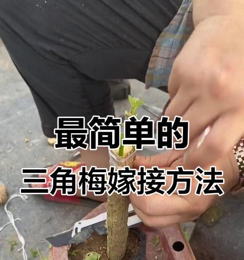 嫁接三角梅后期怎么样？有哪些注意事项？