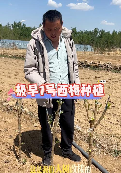 西梅幼树的正确浇水方法是什么？