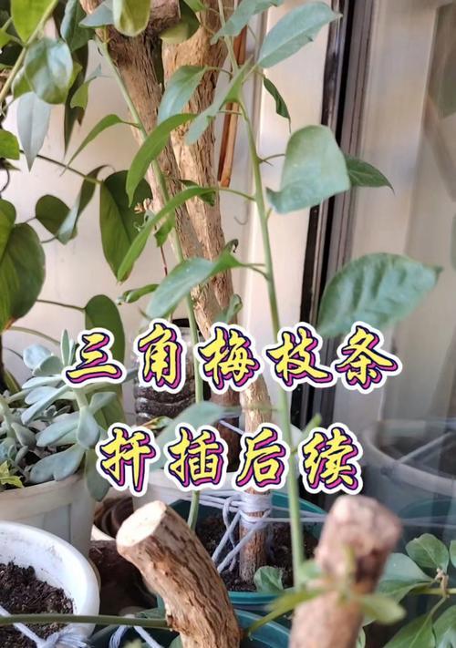 嫁接三角梅后期怎么样？有哪些注意事项？