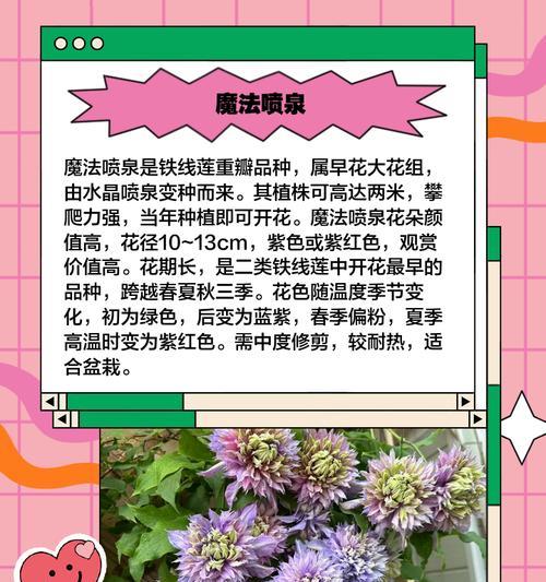 铁线莲烂根原因及预防措施？