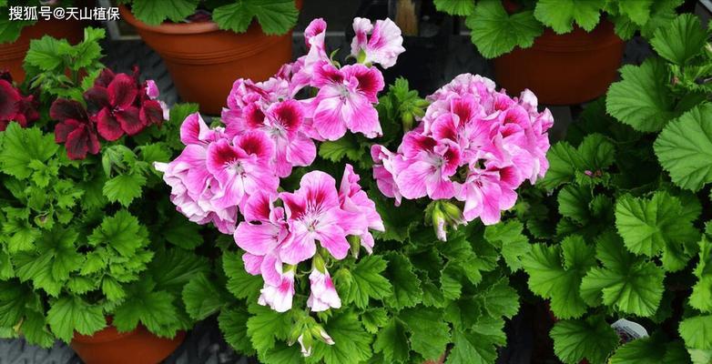 菊花鱼天竺葵的养殖方法是什么？需要注意什么？