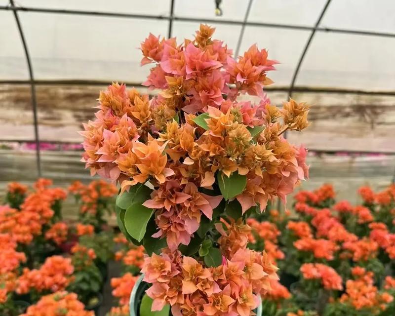 多色花蕊三角梅养护方法是什么？