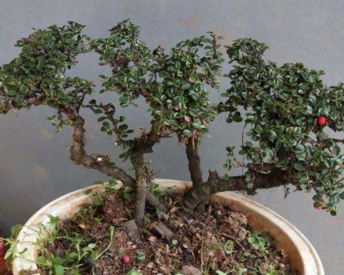 荀子浇水方法的具体含义是什么？