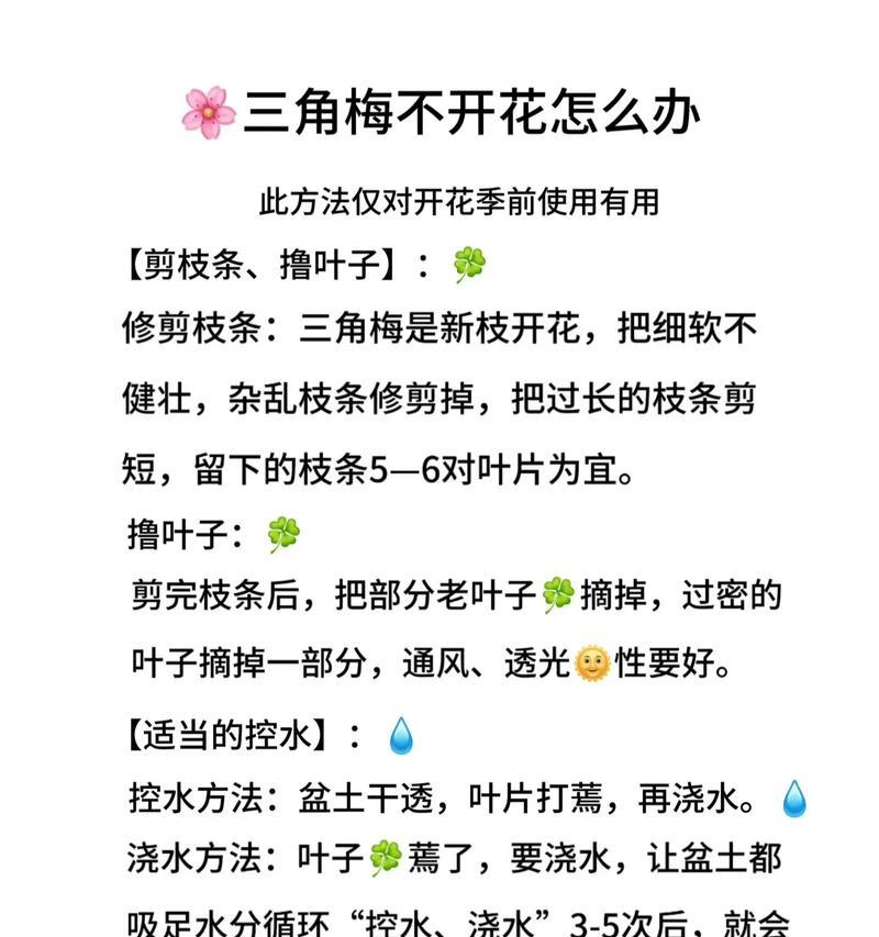多色花蕊三角梅养护方法是什么？