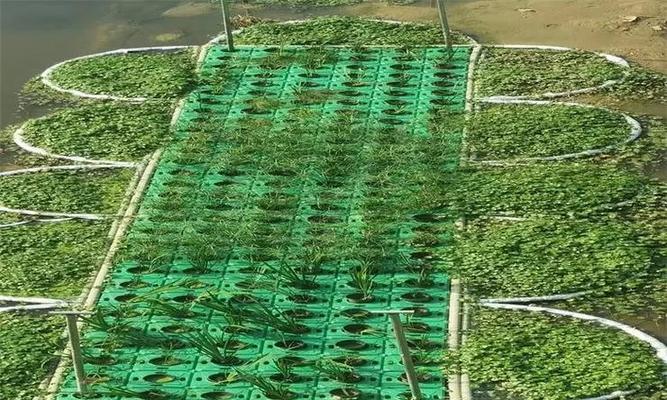 圆林栽培技术包含哪些要点？