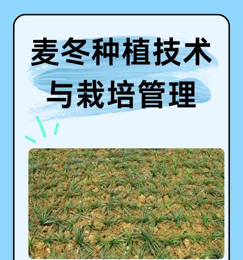 圆林栽培技术包含哪些要点？