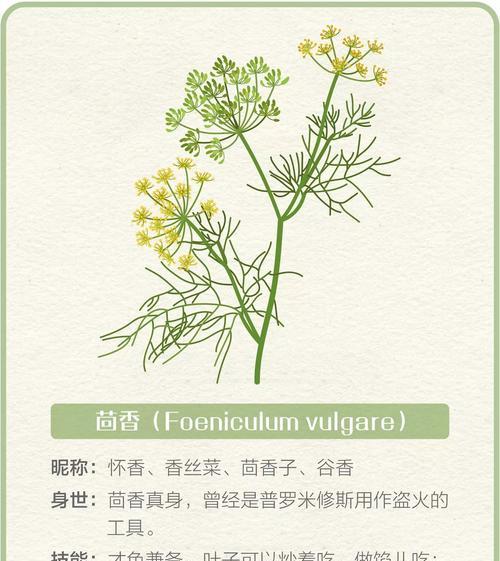 南方茴香栽培的关键技术要点是什么？