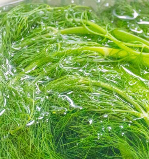 南方茴香栽培的关键技术要点是什么？