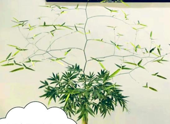 生桩施肥的技巧有哪些？如何正确施肥？