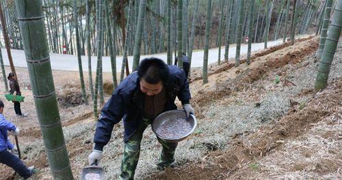 生桩施肥的技巧有哪些？如何正确施肥？