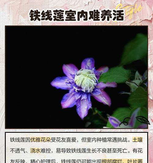 铁线莲冬季护理需要注意哪些问题？