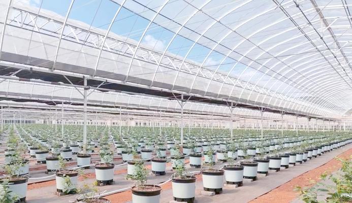 商业绿植栽培的关键技术要点是什么？