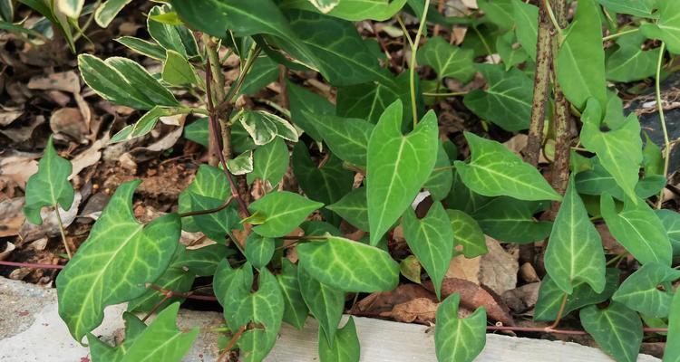 商业绿植栽培的关键技术要点是什么？