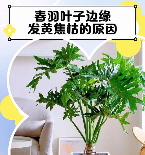 春丽植物叶子发黄的原因是什么？