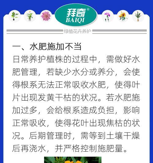 春丽植物叶子发黄的原因是什么？