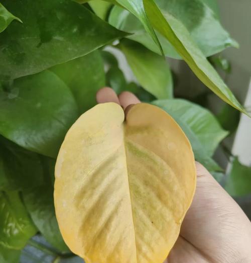 春丽植物叶子发黄的原因是什么？