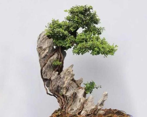 山石头盆景的养护要点是什么？