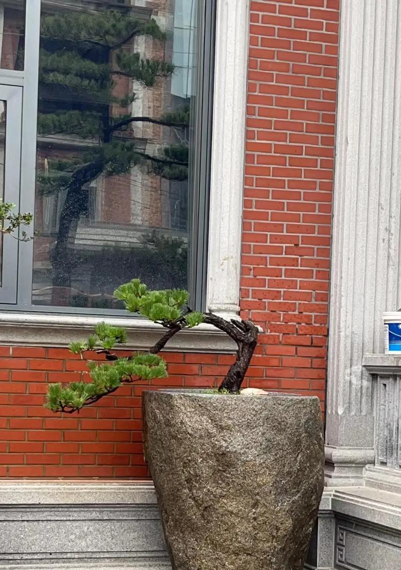 山石头盆景的养护要点是什么？