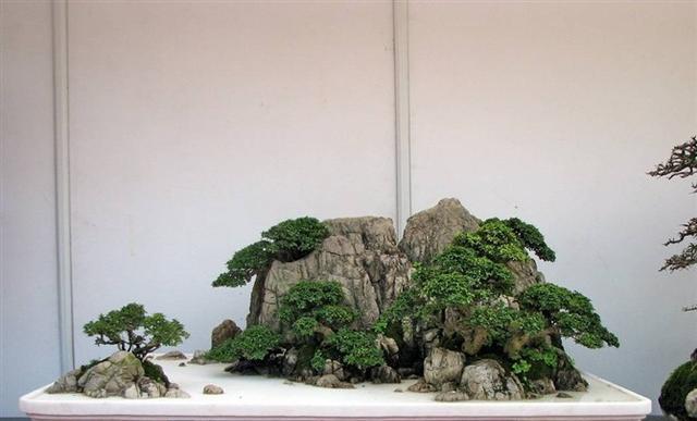 山石头盆景的养护要点是什么？
