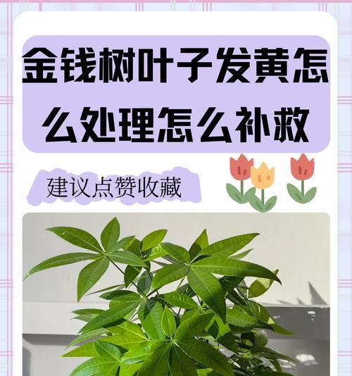 植物叶子发黄是什么原因？如何解决？