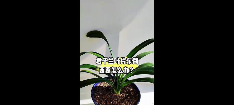 君子兰选叶的标准是什么？