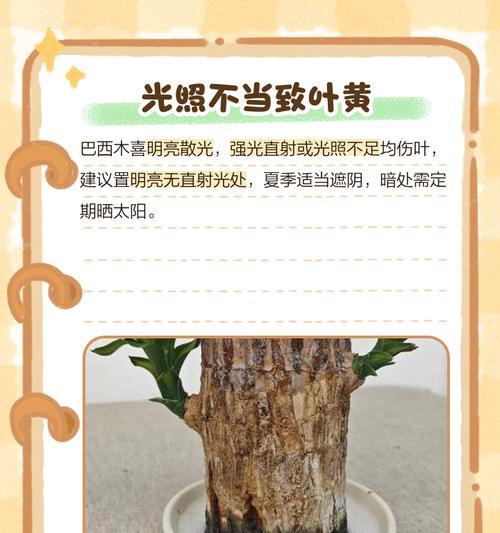 植物叶子发黄是什么原因？如何解决？