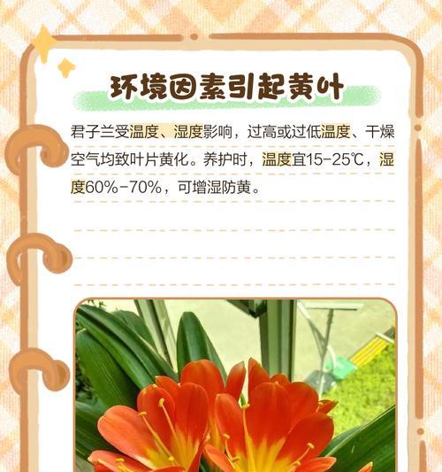 君子兰选叶的标准是什么？