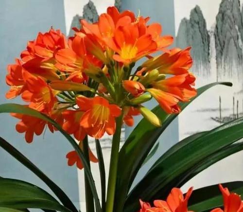添香花卉君子兰的养护方法是什么？