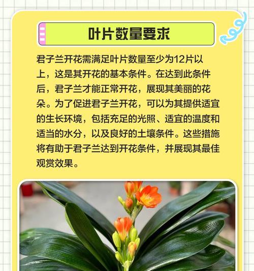添香花卉君子兰的养护方法是什么？