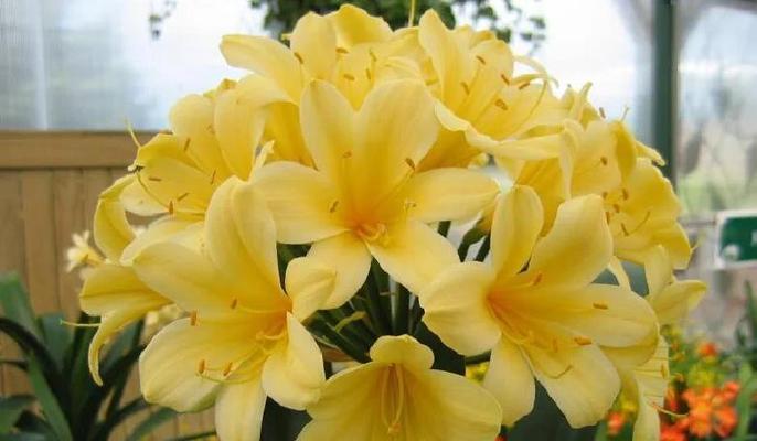 添香花卉君子兰的养护方法是什么？