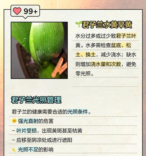 君子兰叶片如何保持油亮？