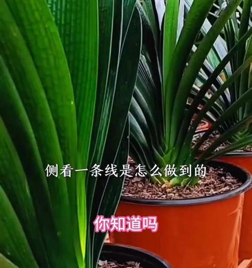 君子兰叶片如何保持油亮？