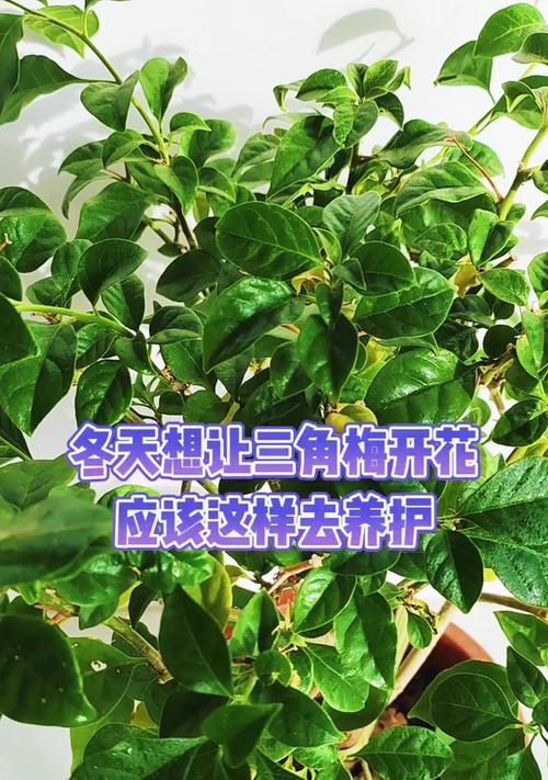 冬天怎么搬三角梅？冬季搬运三角梅的注意事项有哪些？