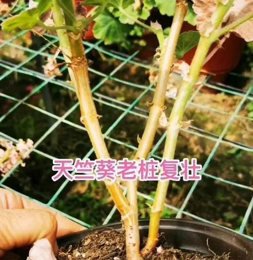 天竺葵僵苗后如何进行有效处理？