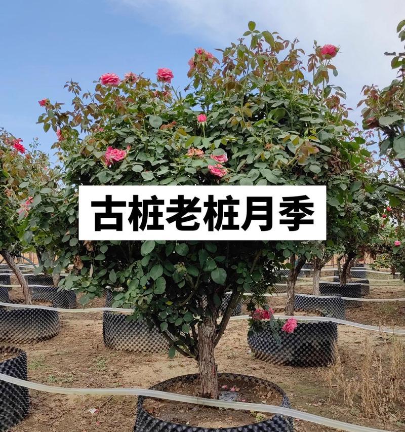 棒棒月季树桩的正确养护方法？
