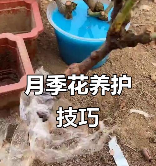 棒棒月季树桩的正确养护方法？