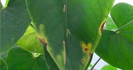 花烛植物叶子发黄怎么养？如何解决？