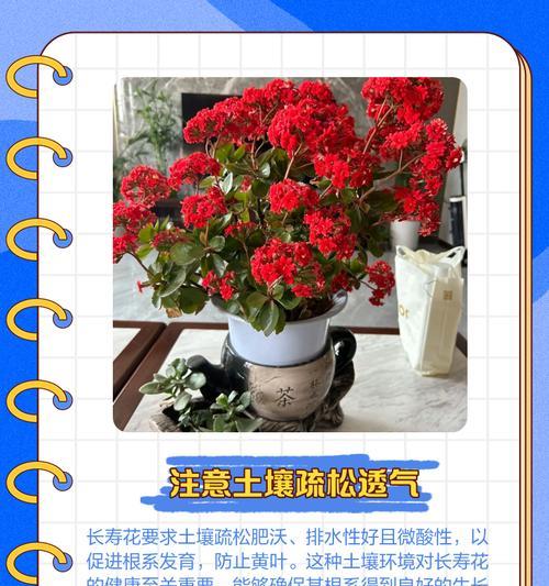花烛植物叶子发黄怎么养？如何解决？