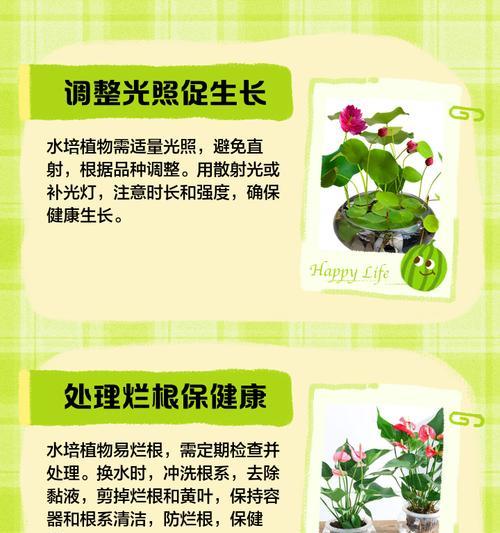花烛植物叶子发黄怎么养？如何解决？