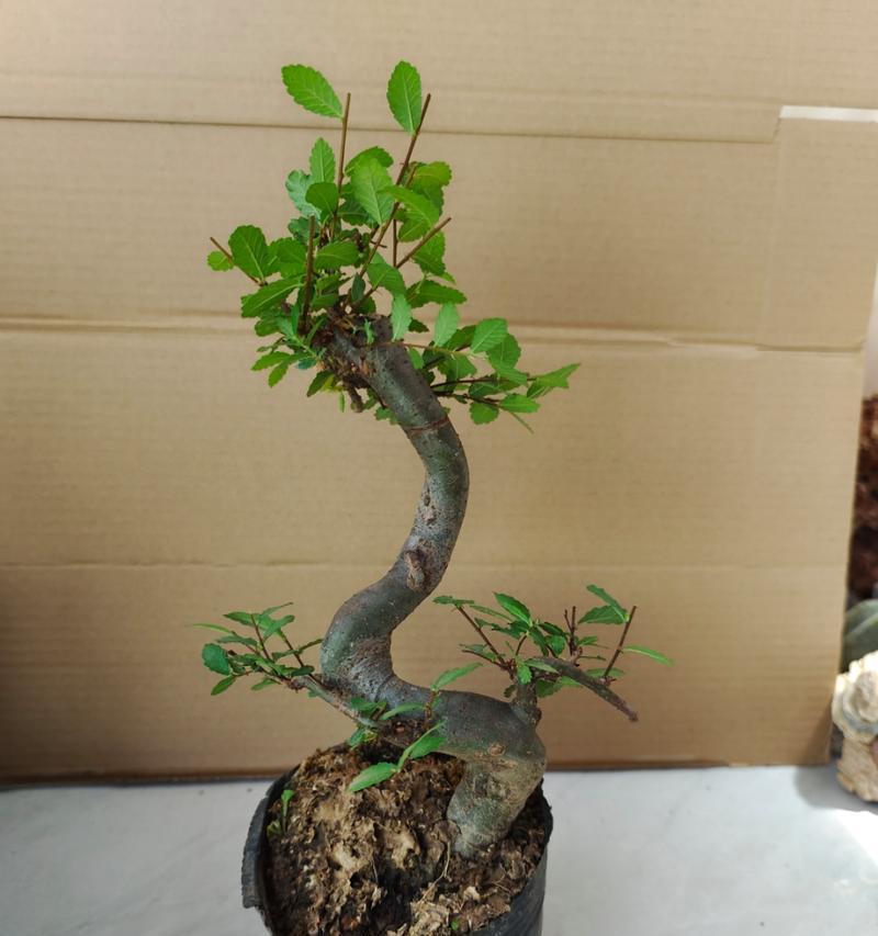 黄金榆盆景的正确养护方法是什么？