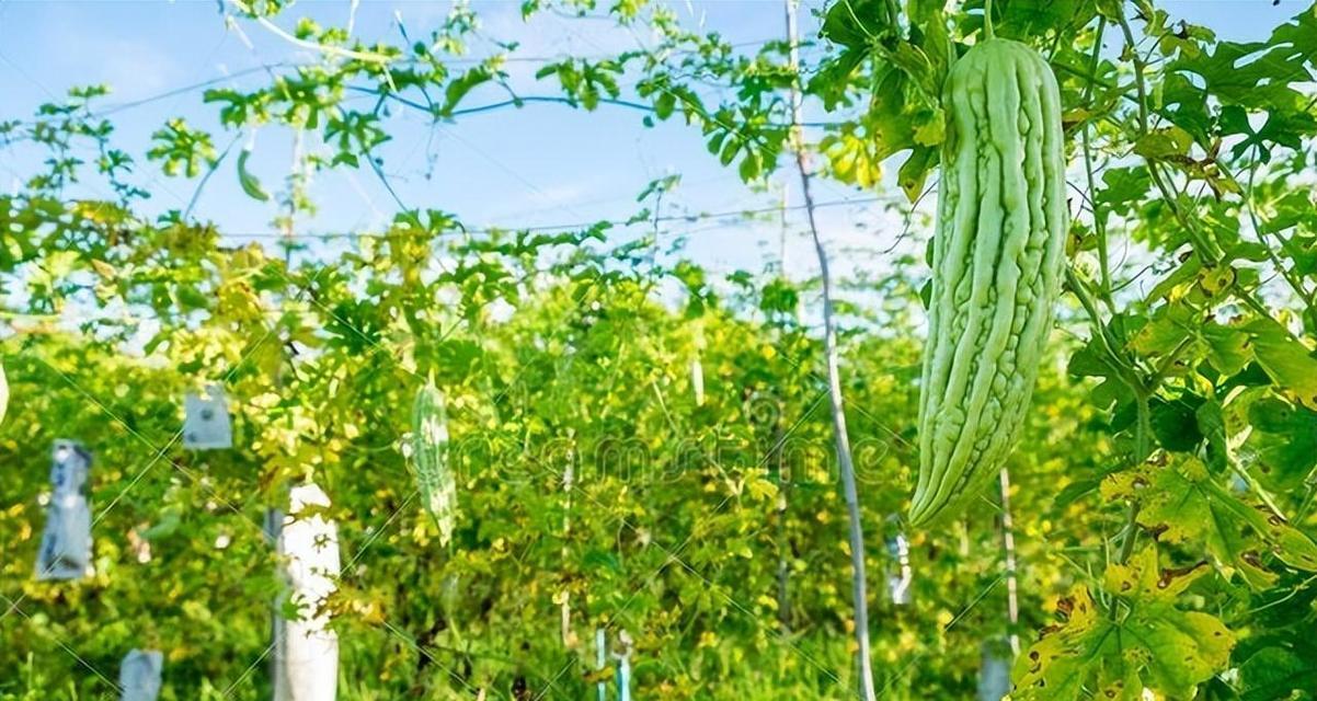 苦瓜平架栽培的关键技术是什么？