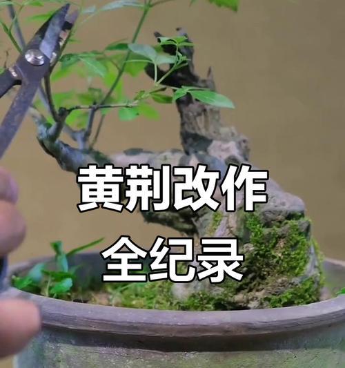 黄金榆盆景的正确养护方法是什么？