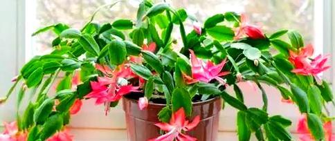 向南阳台适合种植哪些花卉？有哪些推荐？